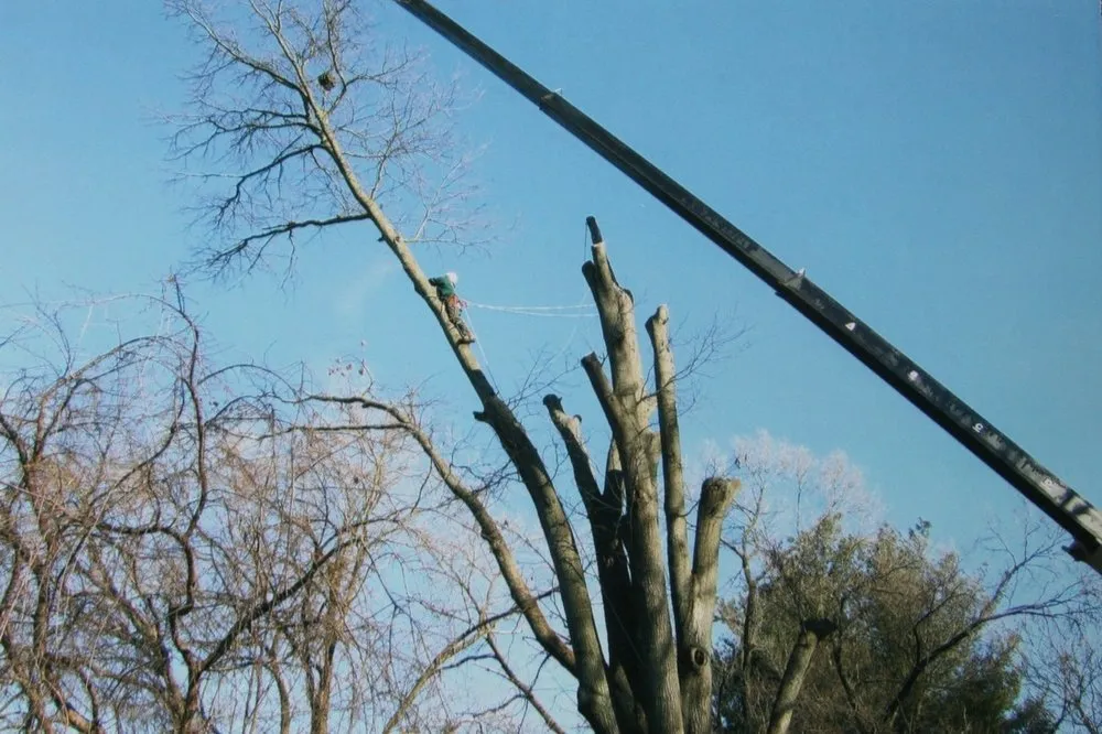 Top-rated garden landscaping in Natural Bridge Station, VA - Orrison's Tree Service