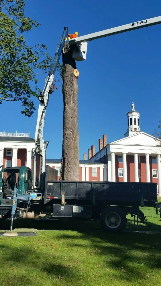 Custom lawn care service experts serving Natural Bridge Station, VA - Orrison's Tree Service