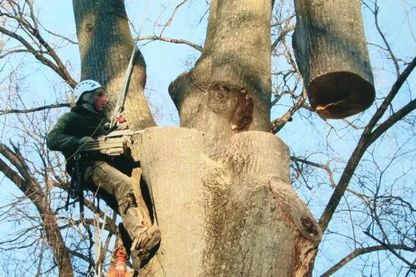Orrison's Tree Service