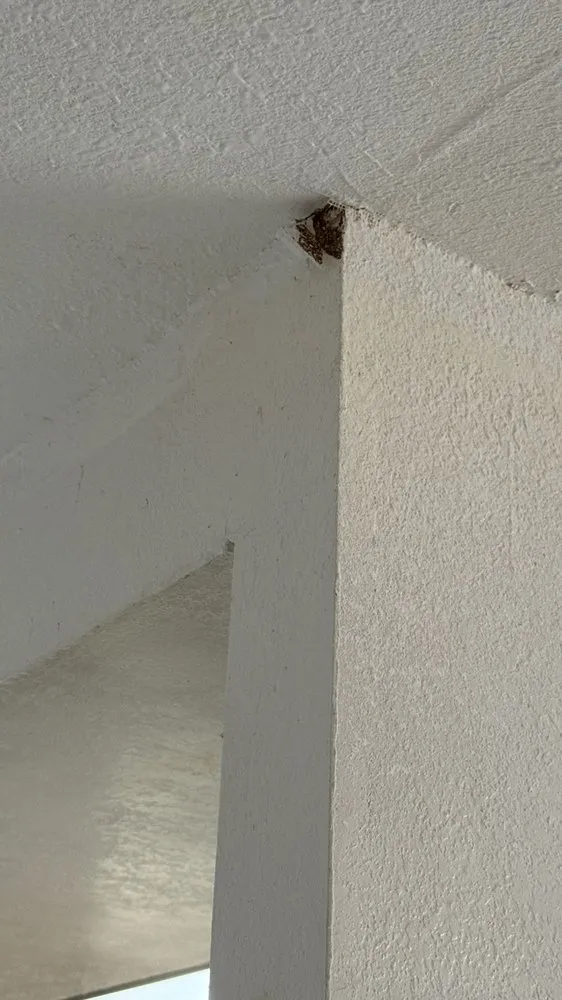 Affordable landscaping services for residential properties in Brentwood, CA by Ortas Painting Remodel