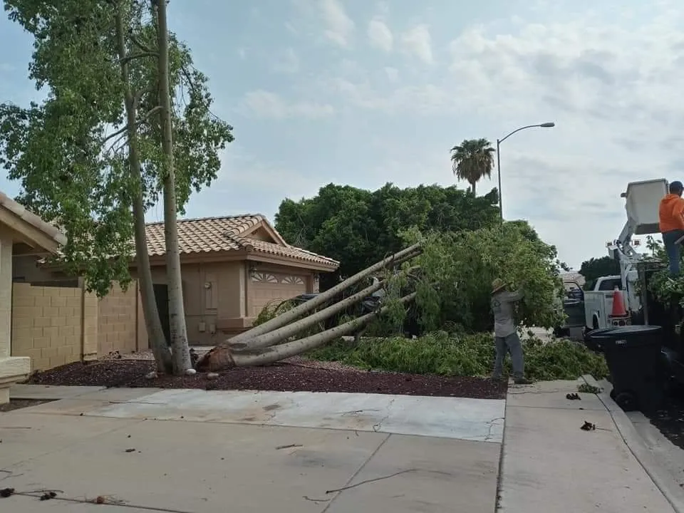 Expert yard maintenance in Maricopa, AZ by Ortega Landscaping