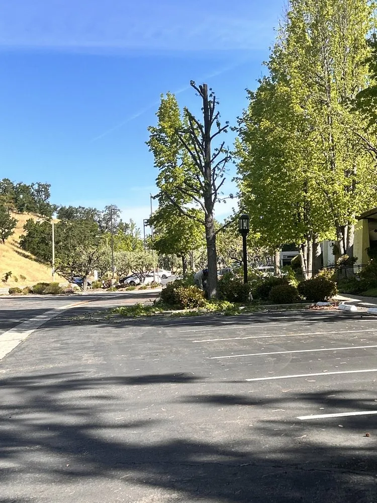 Professional yard cleanup service in Ojai, CA - Ortega Trees Service & Landscaping