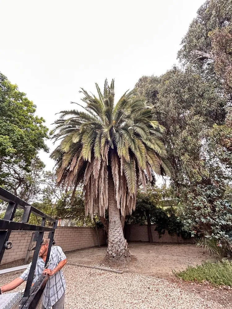 Local landscape installation in Ojai, CA - Ortega Trees Service & Landscaping