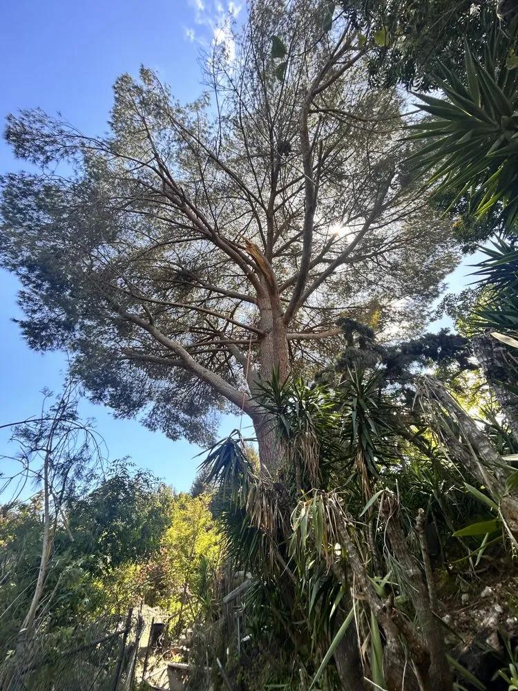 Affordable residential landscaping in Ojai, CA - Ortega Trees Service & Landscaping