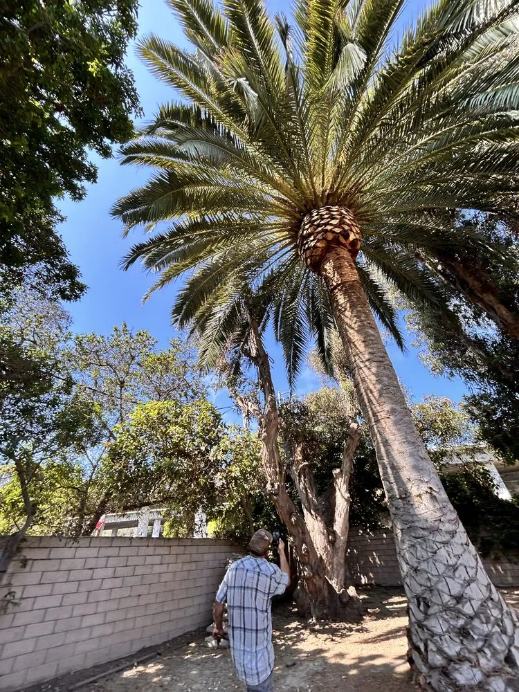 Affordable outdoor landscaping in Ojai, CA by Ortega Trees Service & Landscaping