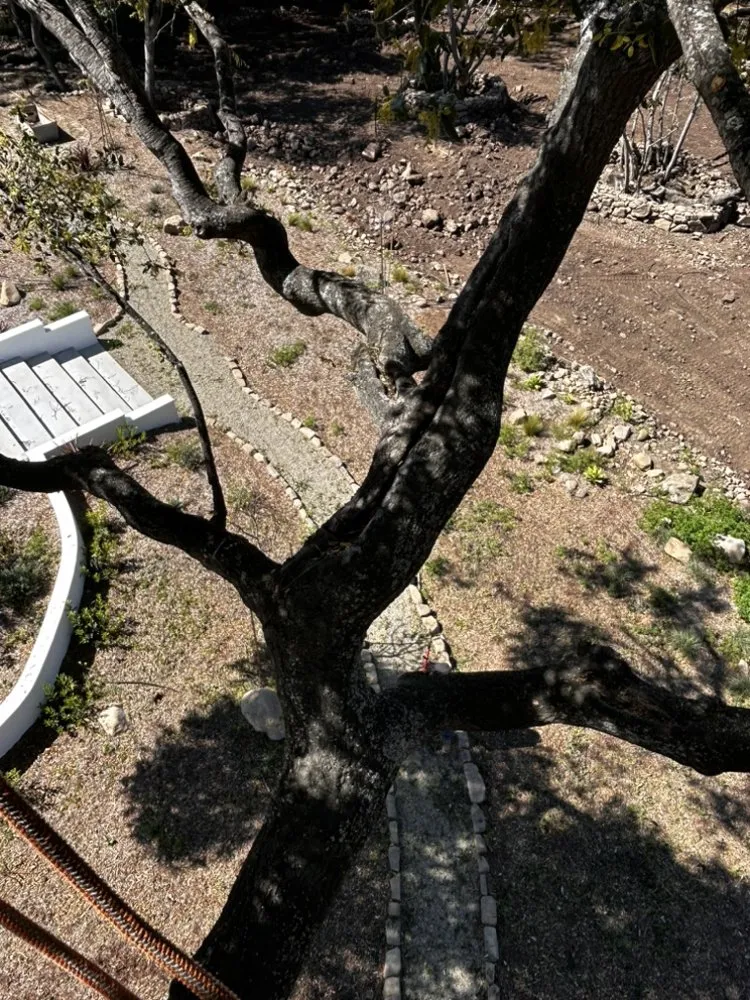 Affordable landscaping services in Ojai, CA - Ortega Trees Service & Landscaping