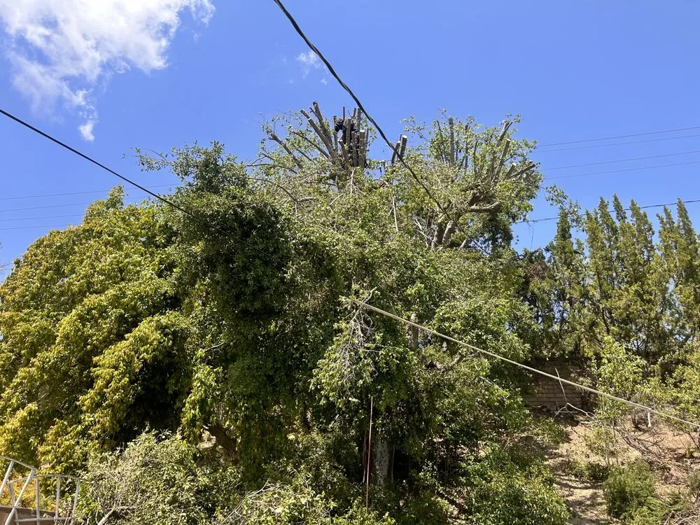 Trusted landscaping services experts serving Ojai, CA - Ortega Trees Service & Landscaping