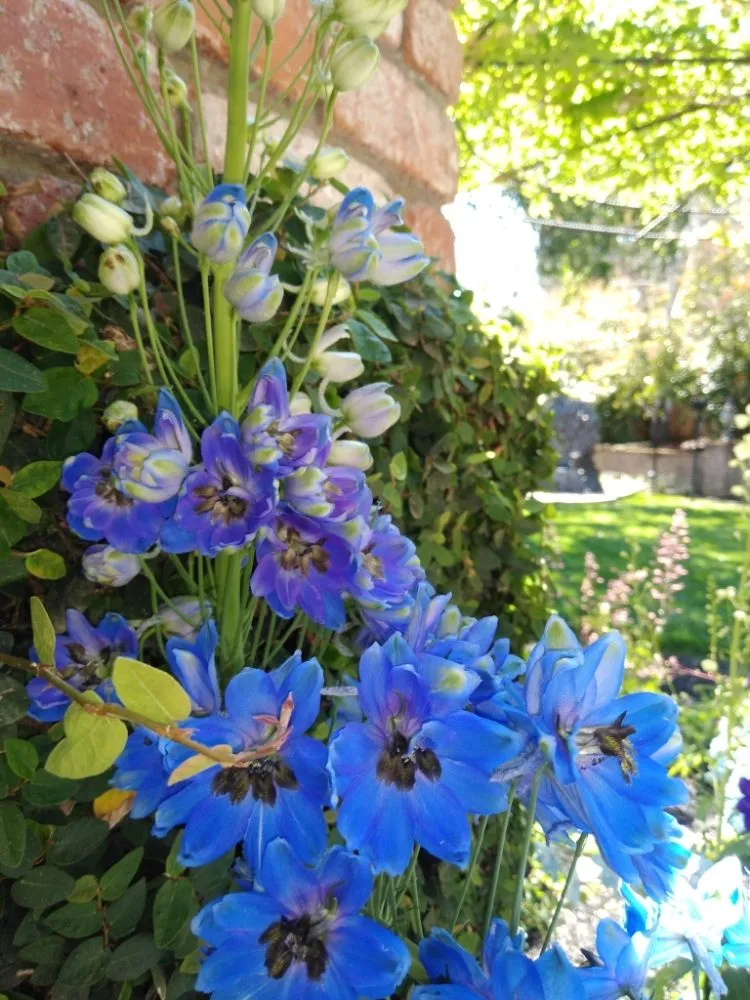 Reliable residential landscaping near you in South San Francisco, CA by Ortega's Gardening & Landscaping