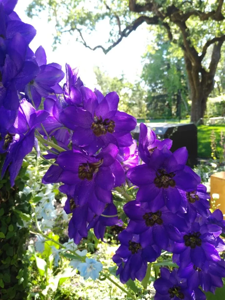 Professional garden landscaping in South San Francisco, CA by Ortega's Gardening & Landscaping