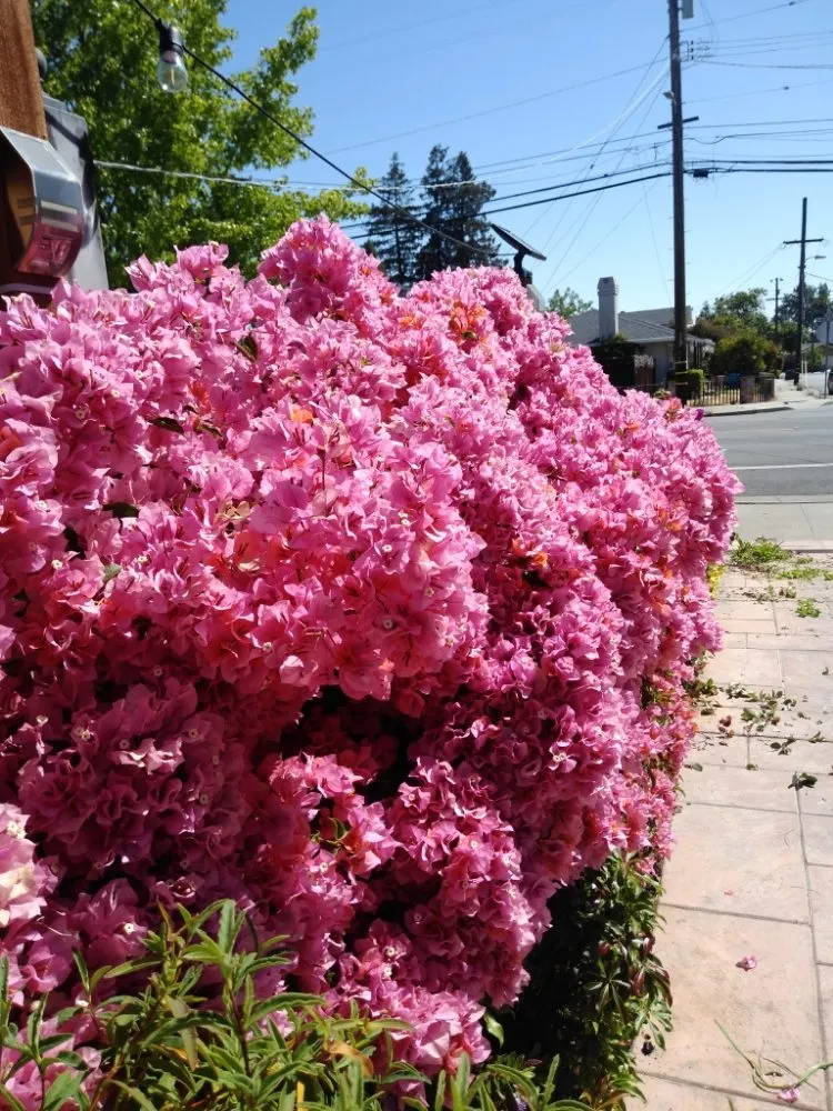 Affordable landscape design in South San Francisco, CA - Ortega's Gardening & Landscaping
