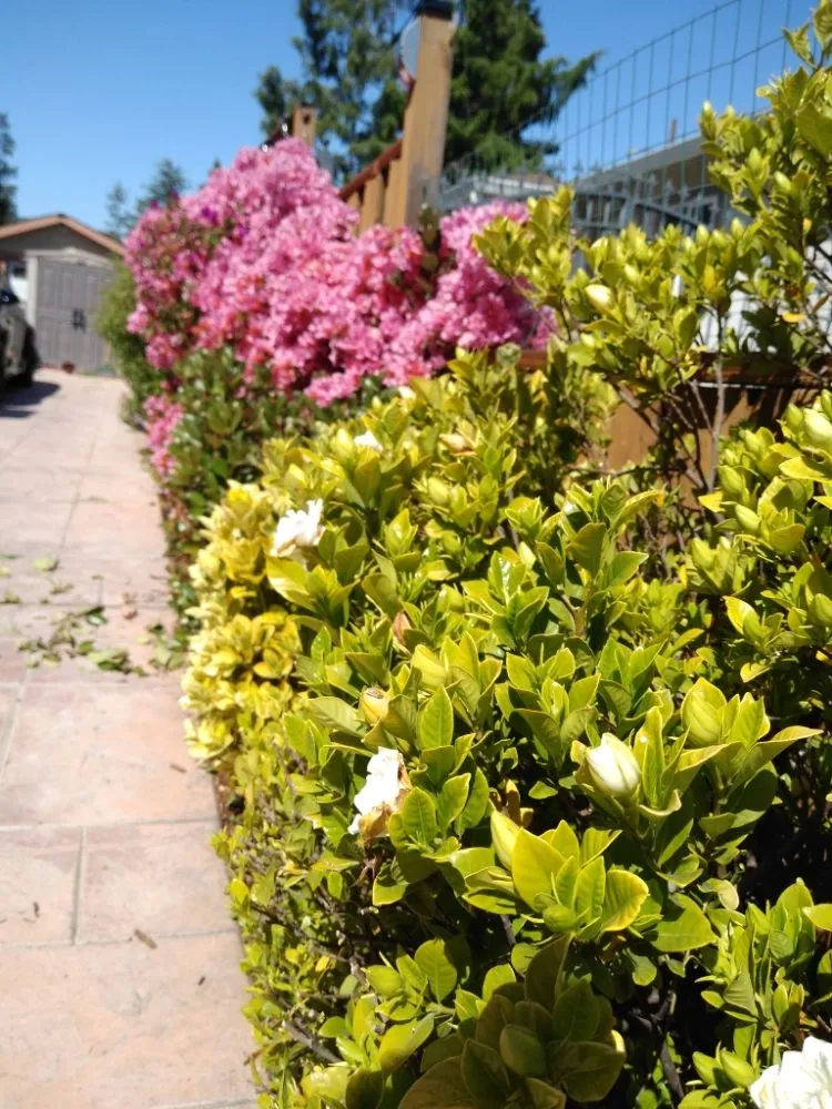 Expert lawn mowing service in South San Francisco, CA by Ortega's Gardening & Landscaping