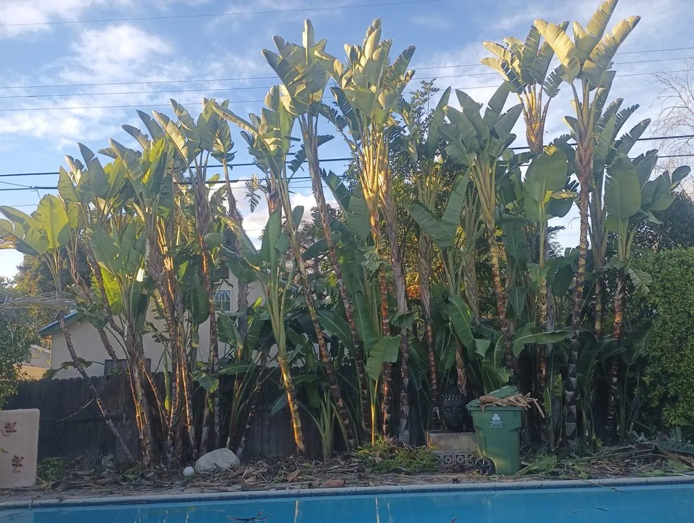 Local yard cleanup service experts serving Pacoima, CA - Ortegas Gardening and Tree Services