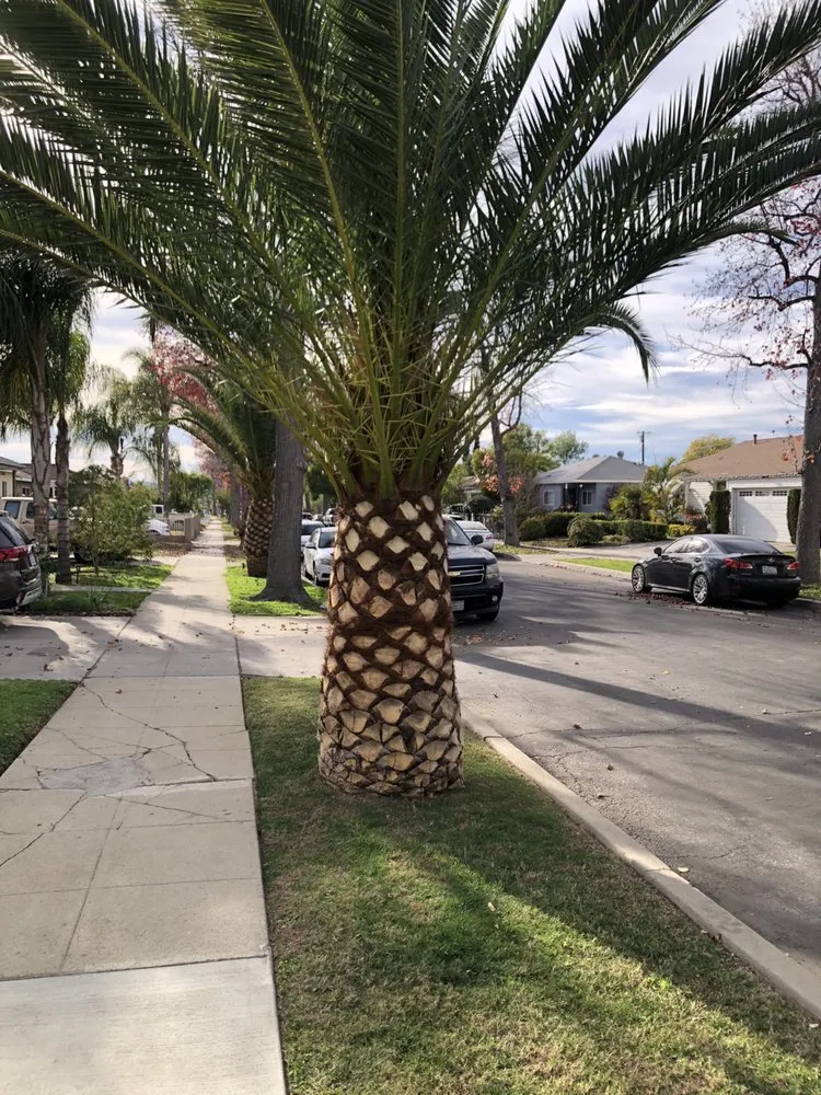 Professional yard maintenance in Pacoima, CA - Ortegas Gardening and Tree Services