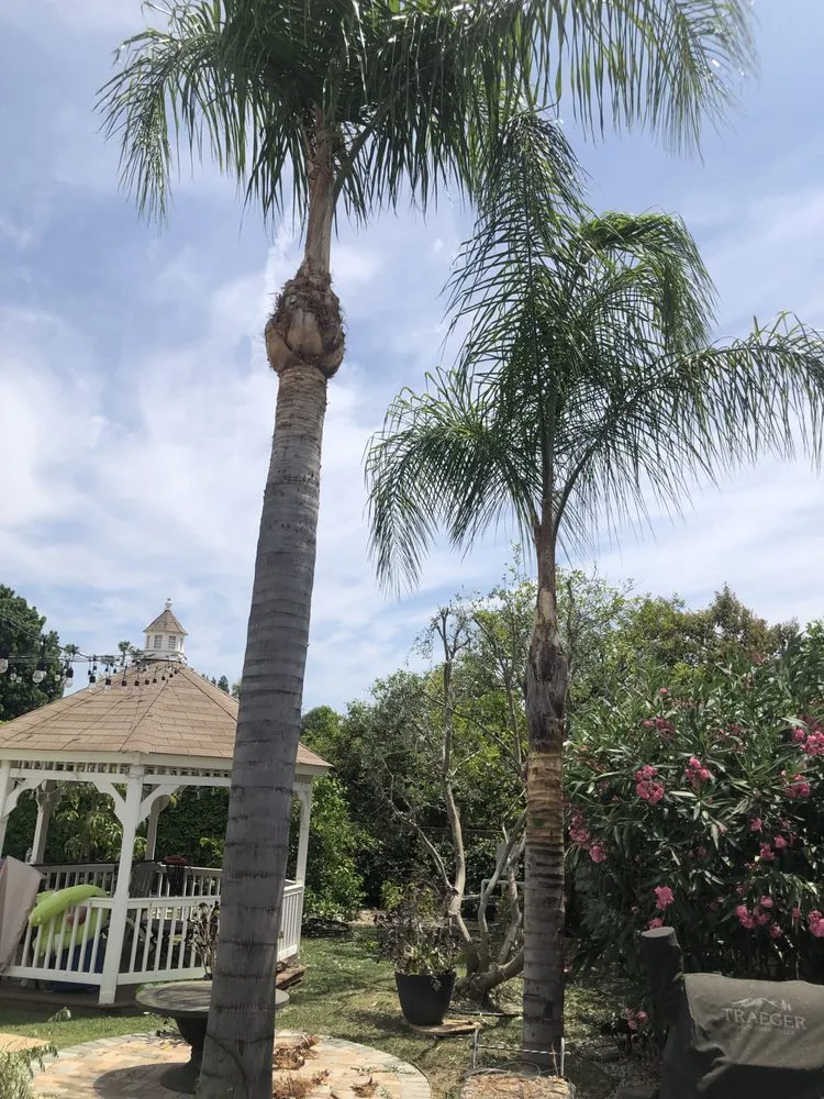 Reliable yard maintenance for homes in Pacoima, CA by Ortegas Gardening and Tree Services