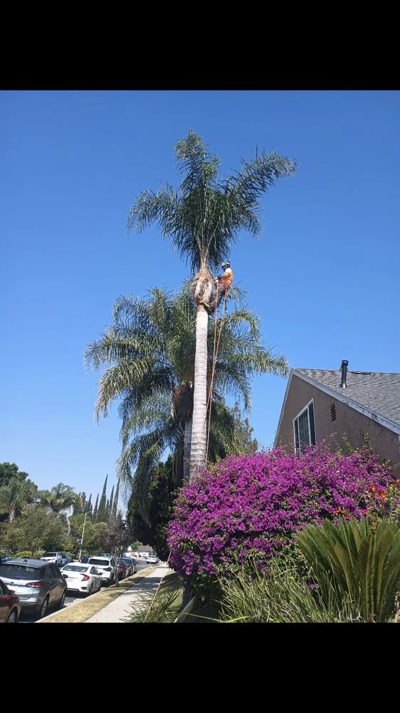 Professional lawn care service near you in Pacoima, CA by Ortegas Gardening and Tree Services