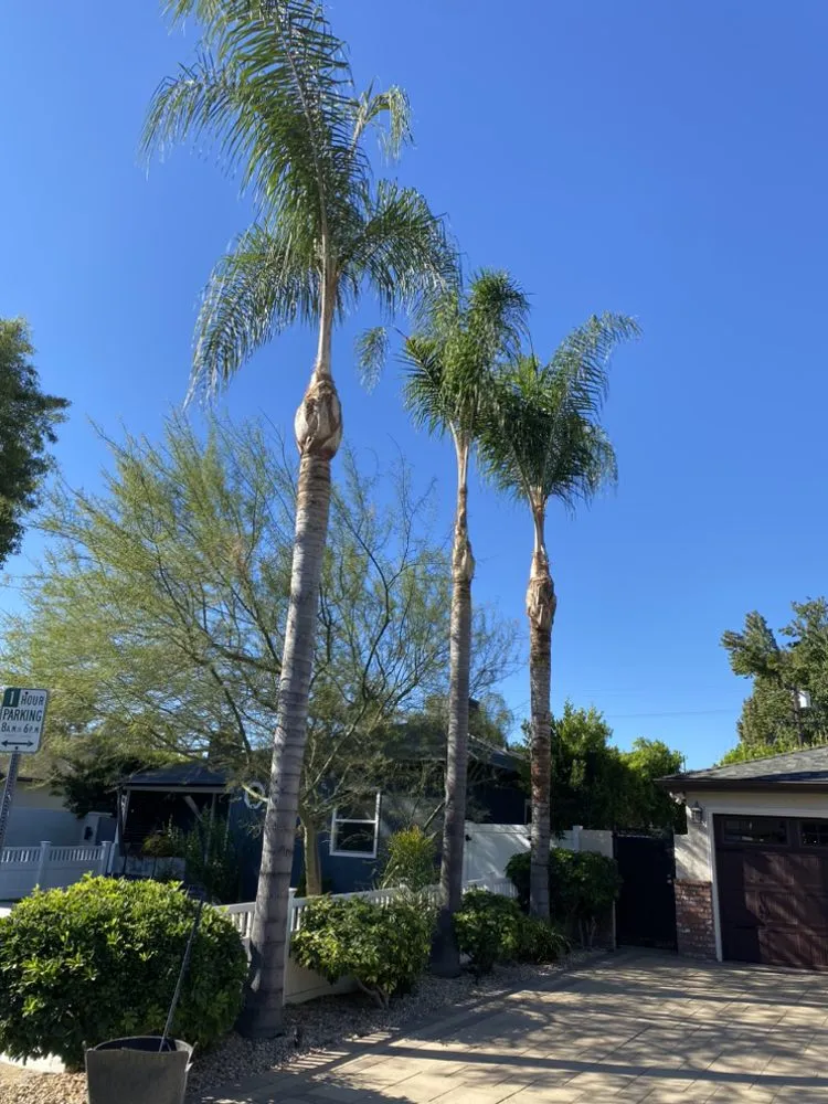 Professional landscape design in Pacoima, CA by Ortegas Gardening and Tree Services