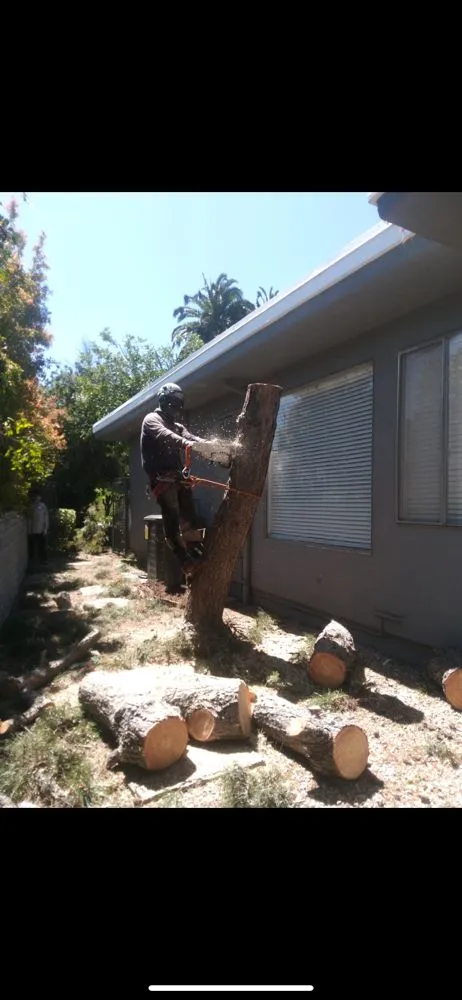 Professional outdoor landscaping in Pacoima, CA - Ortegas Gardening and Tree Services