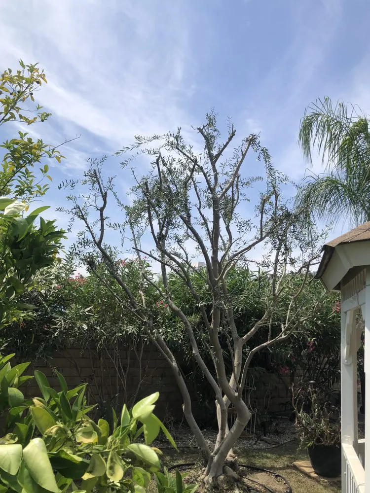 Top-rated landscaping services in Pacoima, CA by Ortegas Gardening and Tree Services