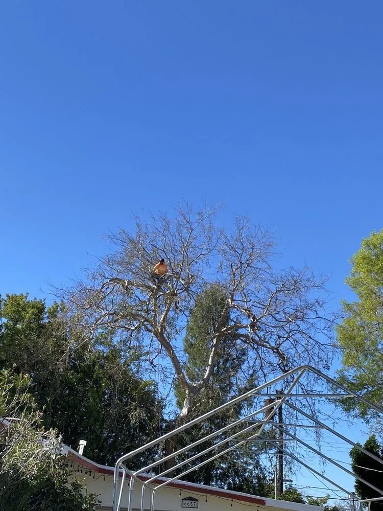 Expert yard maintenance for residential properties in Pacoima, CA by Ortegas Gardening and Tree Services