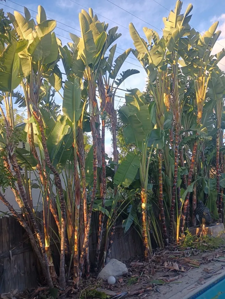 Affordable lawn care service in Pacoima, CA by Ortegas Gardening and Tree Services