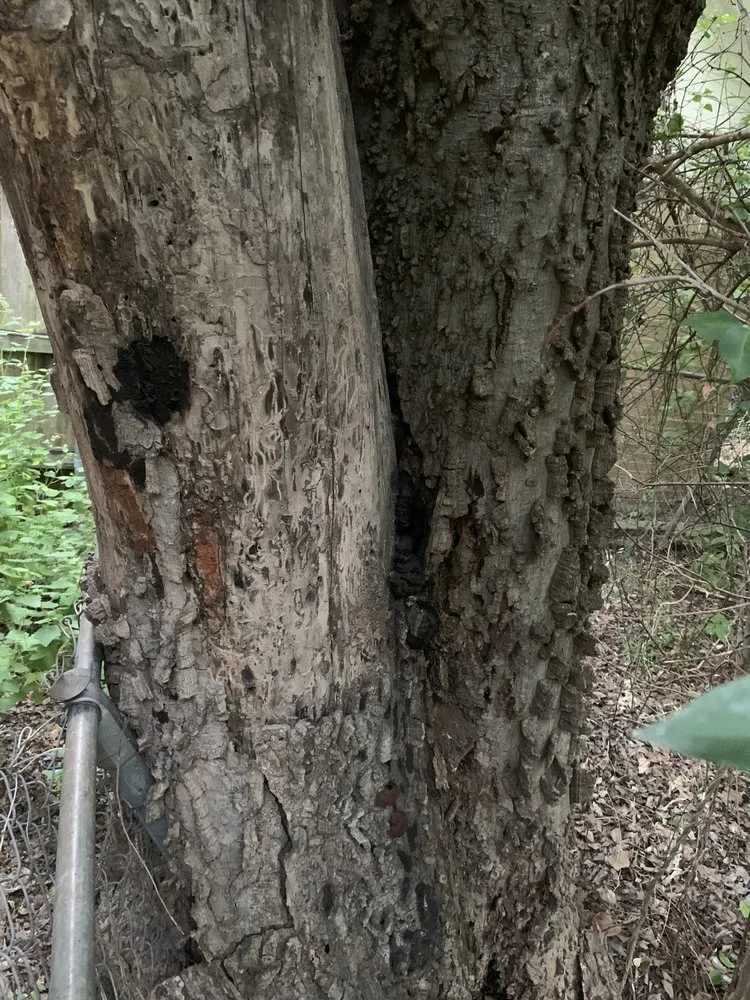 Custom lawn mowing service experts serving Waco, TX - Ortega's Lawn and Landscaping