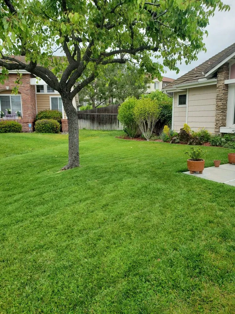 Professional yard cleanup service in Oceanside, CA - Ortega's Lawn Care