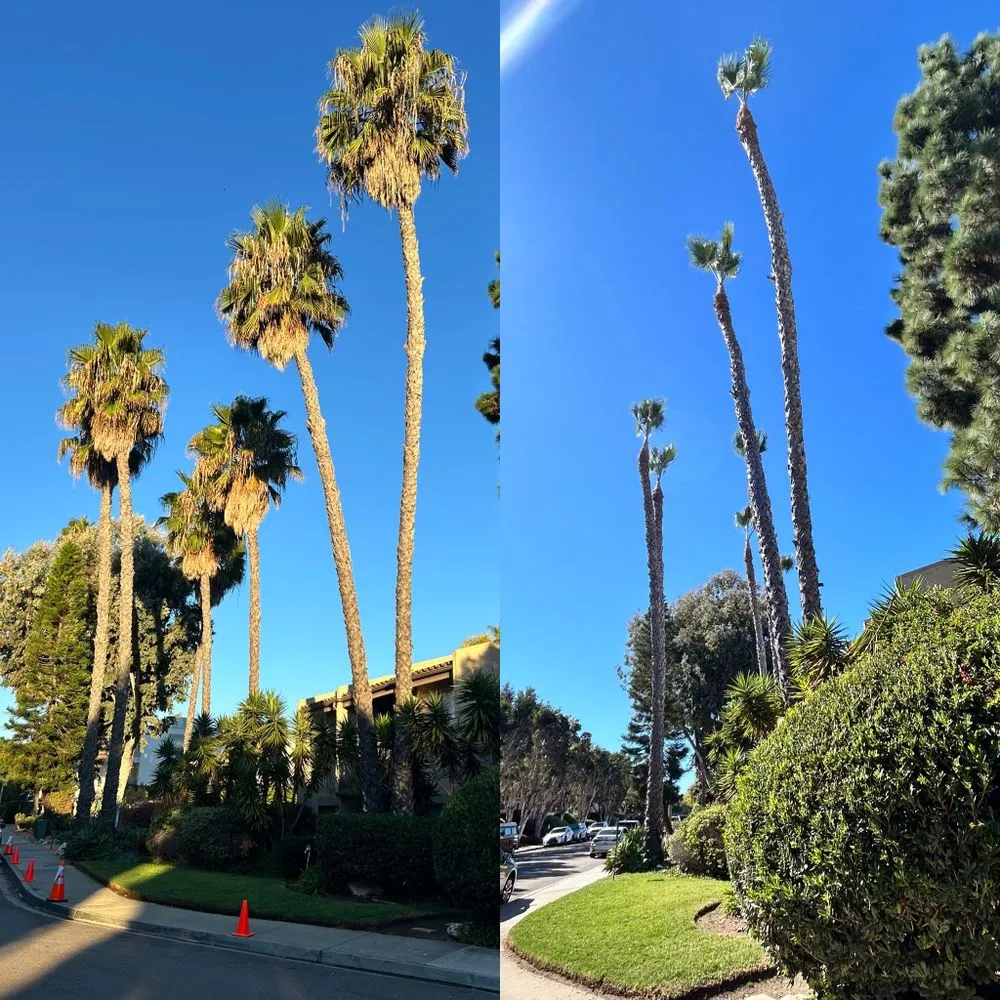 Expert landscaping services experts serving Vista, CA - Ortega’s Tree Service