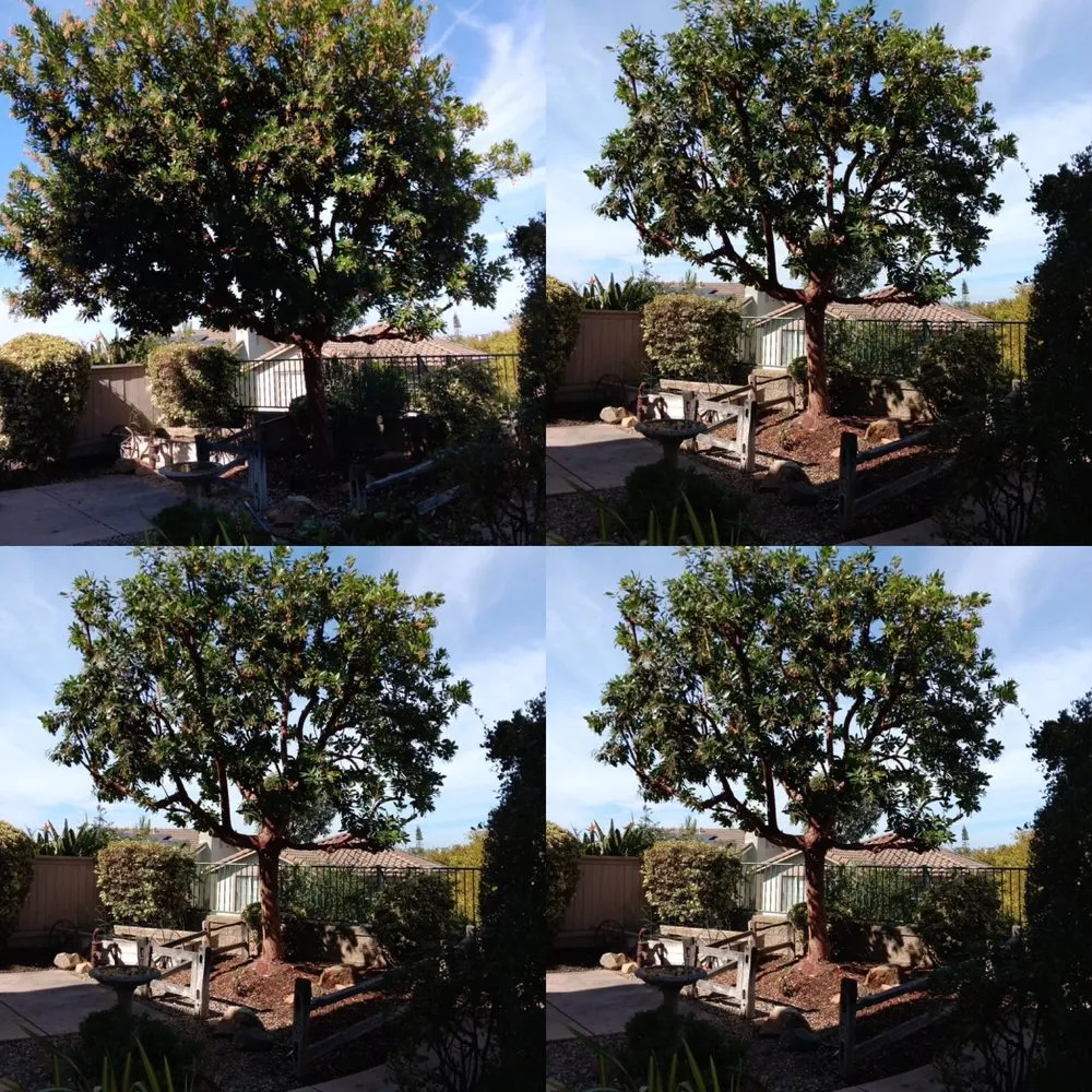 Professional yard cleanup service in Vista, CA - Ortega’s Tree Service