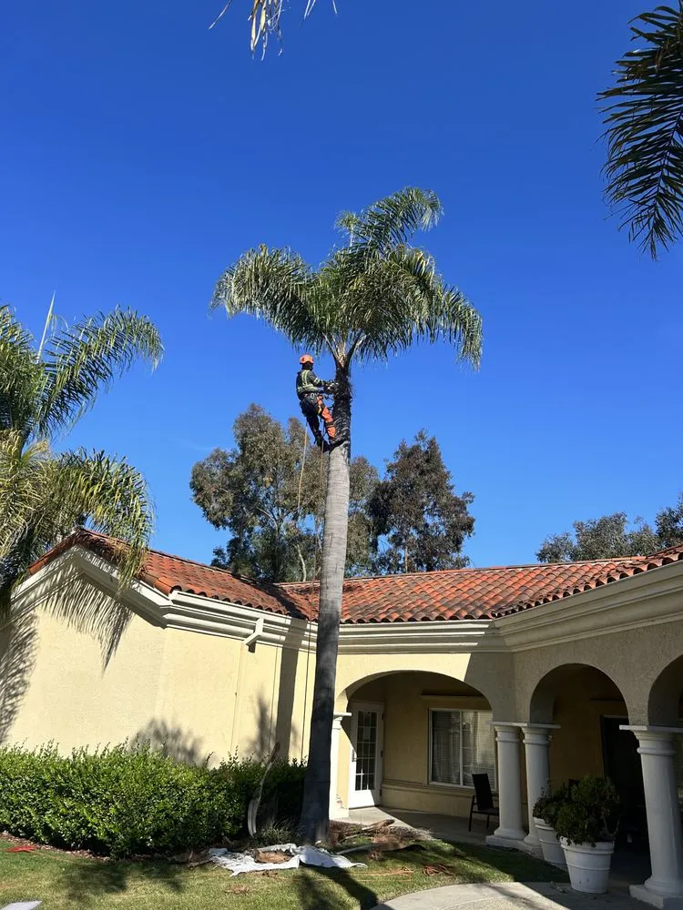 Trusted outdoor landscaping in Vista, CA by Ortega’s Tree Service