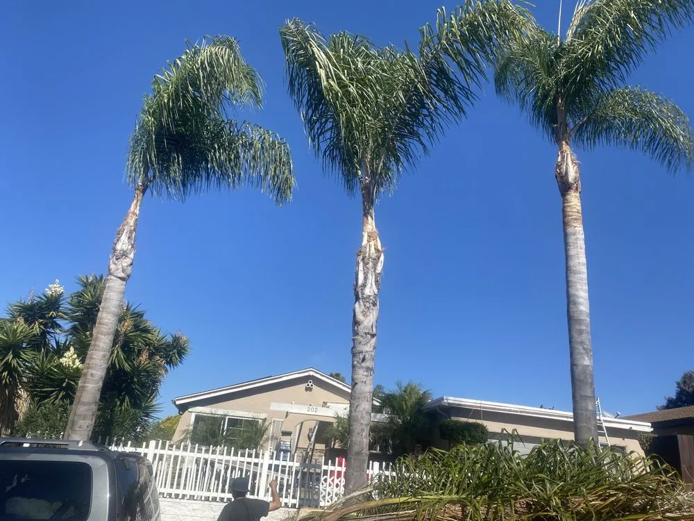 Top-rated garden landscaping near you in Vista, CA by Ortega’s Tree Service