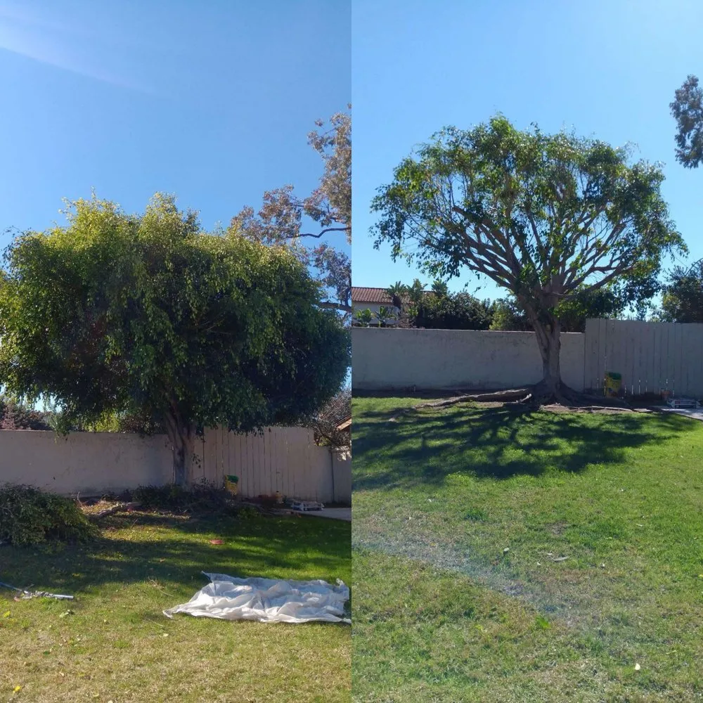 Professional yard maintenance in Vista, CA - Ortega’s Tree Service