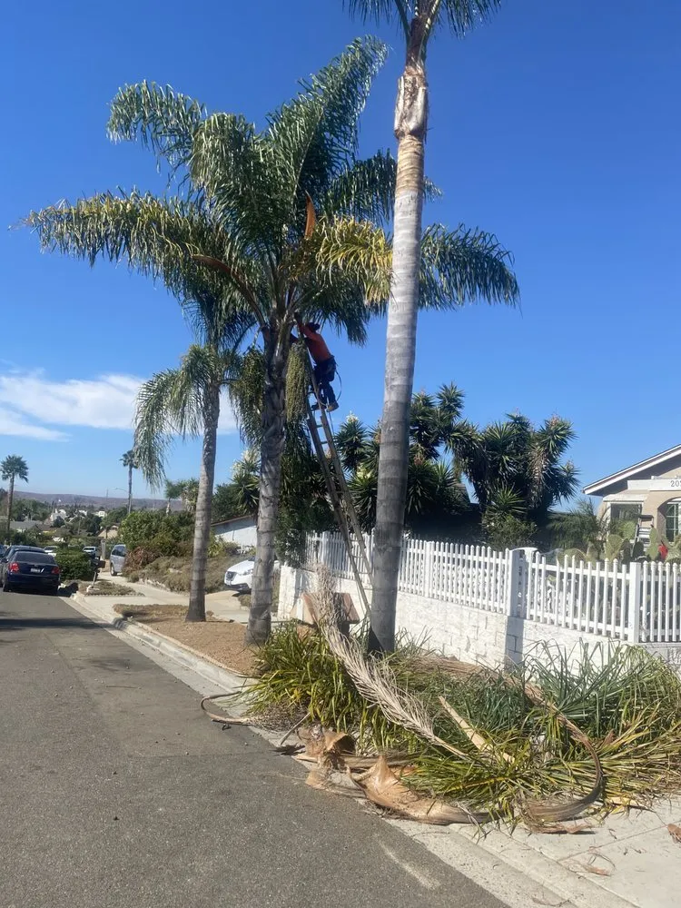 Expert landscape design experts serving Vista, CA - Ortega’s Tree Service