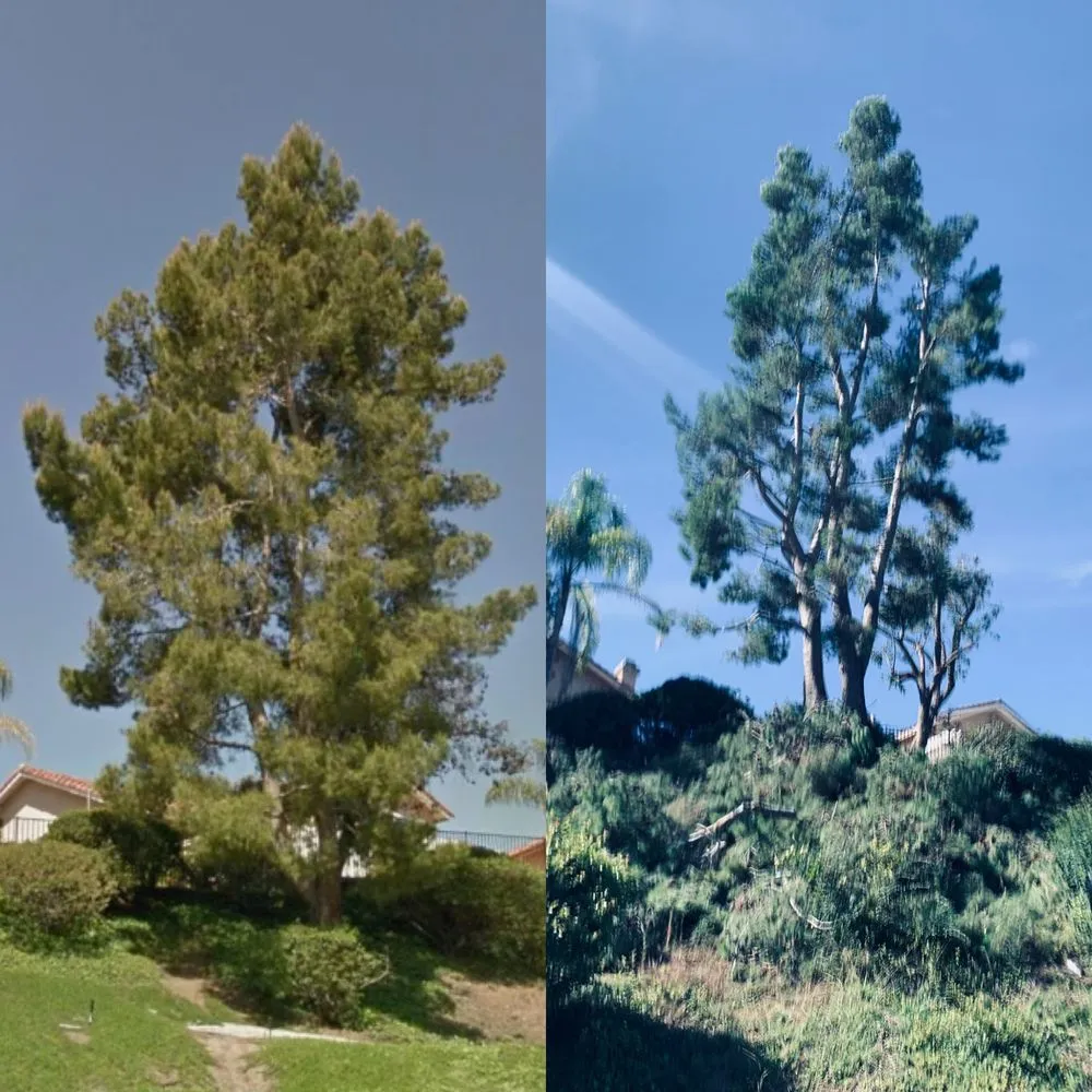 Professional lawn mowing service in Vista, CA - Ortega’s Tree Service