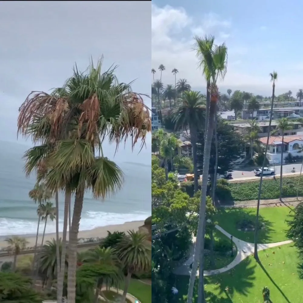 Expert yard cleanup service near you across Vista, CA - Ortega’s Tree Service