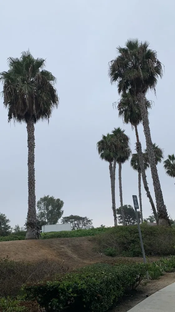 Reliable yard cleanup service near you in Vista, CA by Ortega’s Tree Service