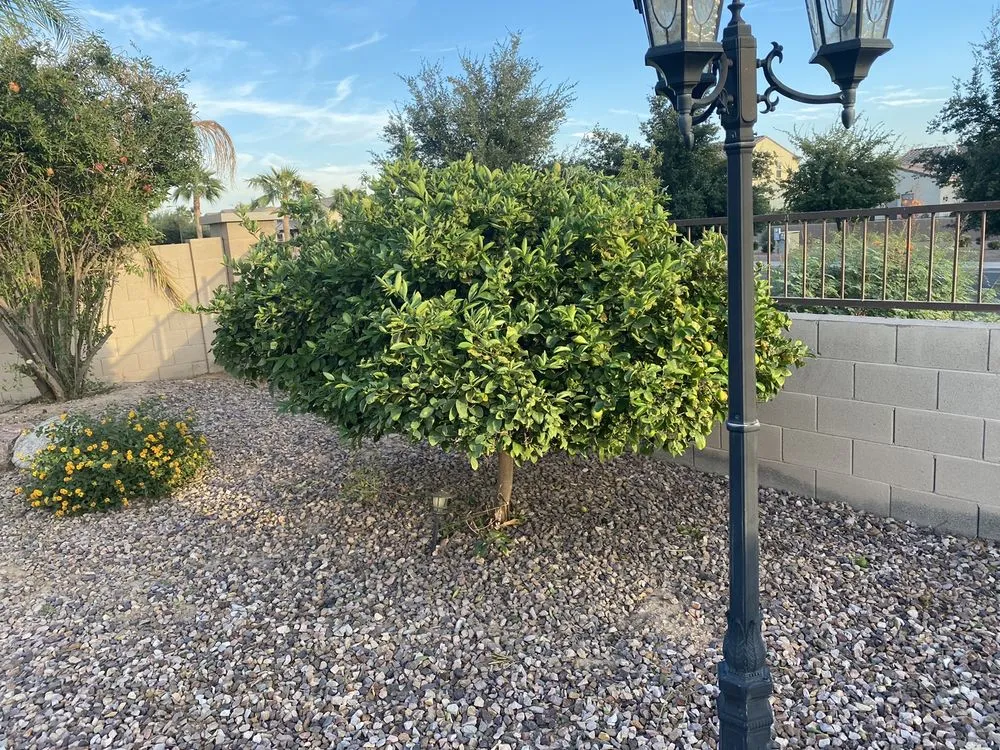 Expert garden landscaping in Mesa, AZ by OrtegaScapes
