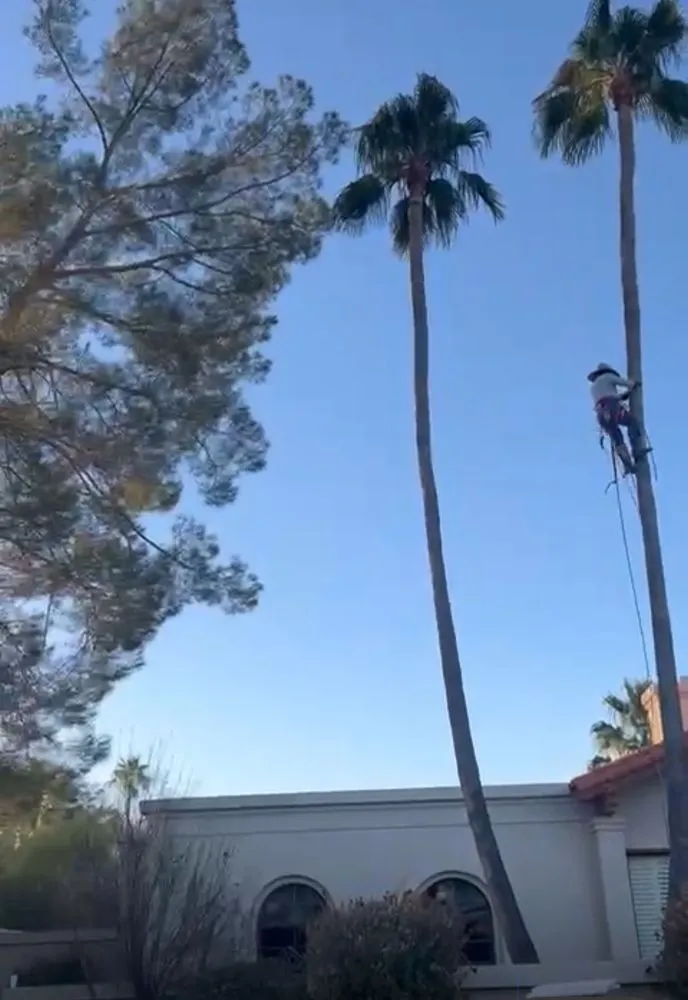 Custom landscape installation experts serving Tucson, AZ - Ortiz Brothers Landscape