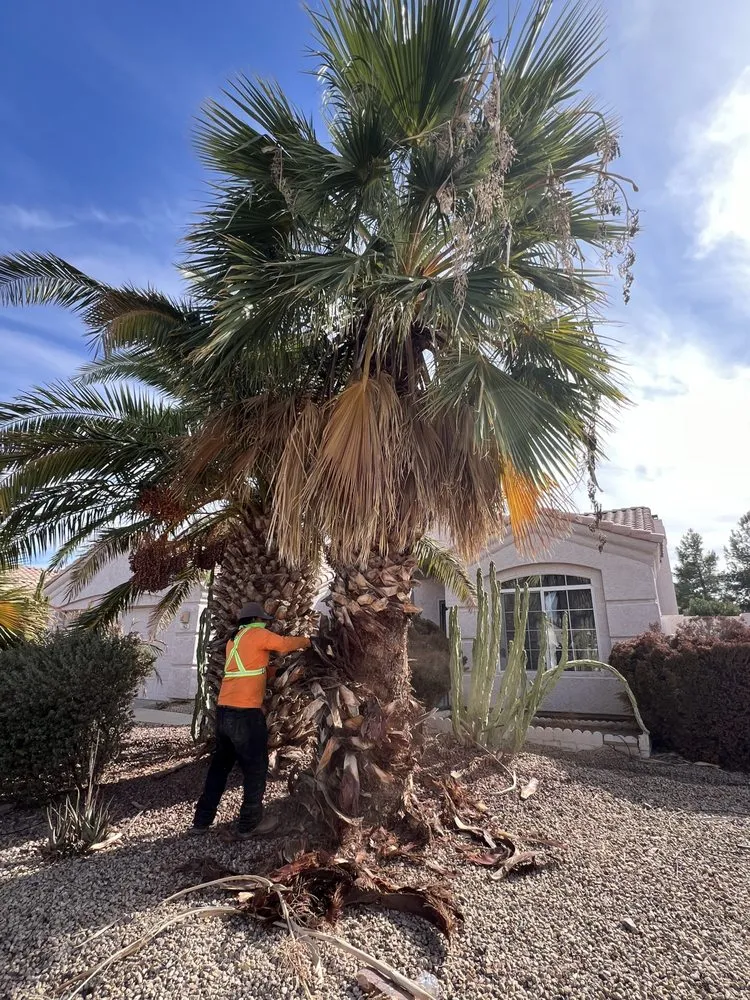 Custom outdoor landscaping for beautiful yards in Tucson, AZ by Ortiz Brothers Landscape