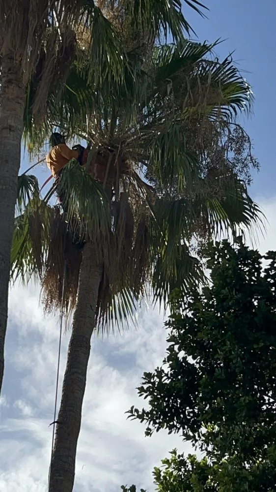 Professional yard cleanup service for year-round maintenance across Phoenix, AZ - Ortiz Brothers Landscaping