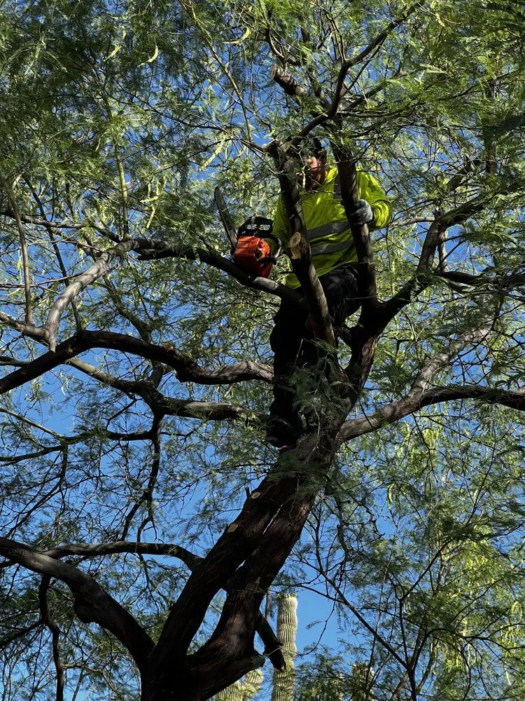 Reliable outdoor landscaping for residential properties in Phoenix, AZ by Ortiz Brothers Landscaping