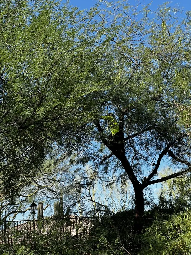 Top-rated yard cleanup service for beautiful yards across Phoenix, AZ - Ortiz Brothers Landscaping