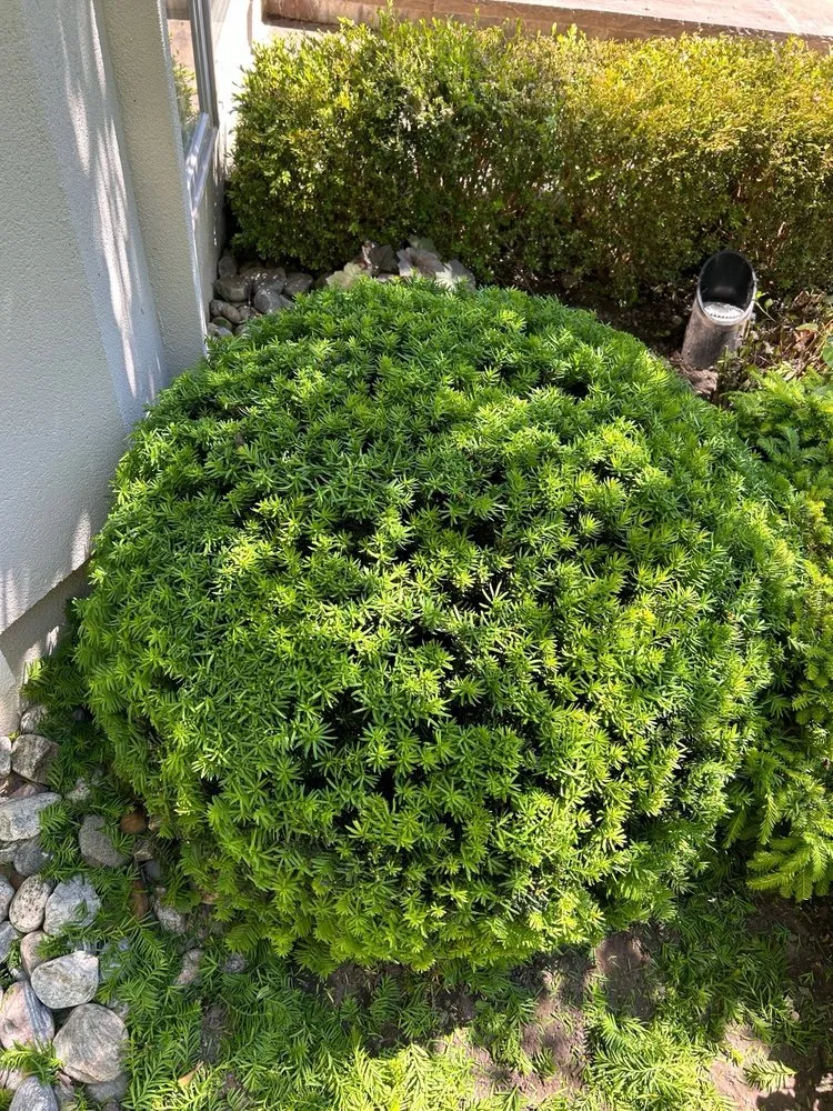 Custom residential landscaping experts serving Pomona, CA - Ortiz Gardening