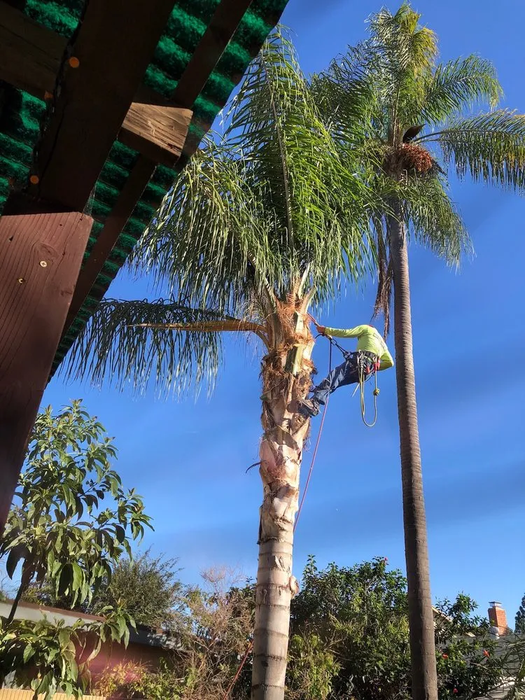 Affordable landscaping services near you across Santa Ana, CA - Ortiz Landscape & Tree Care