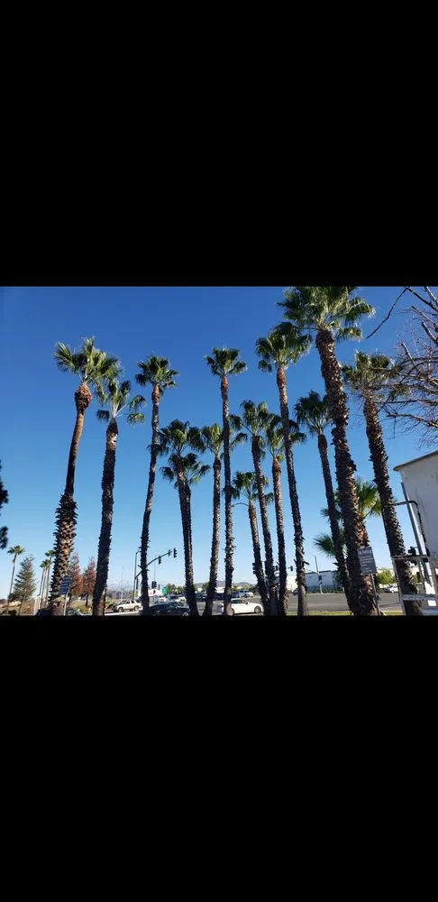 Professional residential landscaping for beautiful yards in Santa Ana, CA by Ortiz Landscape & Tree Care