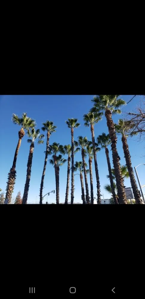 Reliable landscaping services for year-round maintenance across Santa Ana, CA - Ortiz Landscape & Tree Care