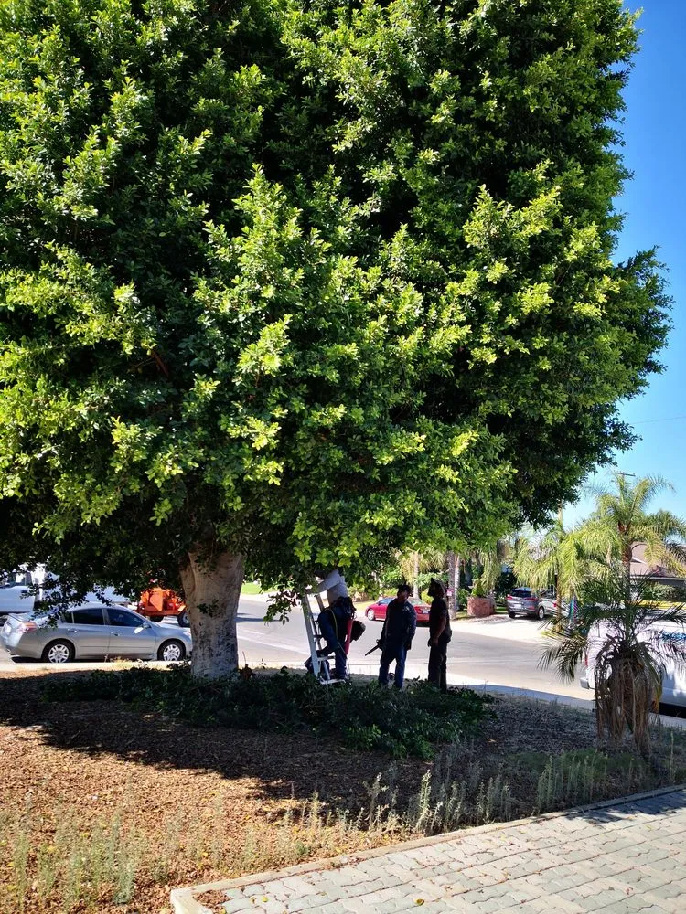 Local garden landscaping experts serving Santa Ana, CA - Ortiz Landscape & Tree Care