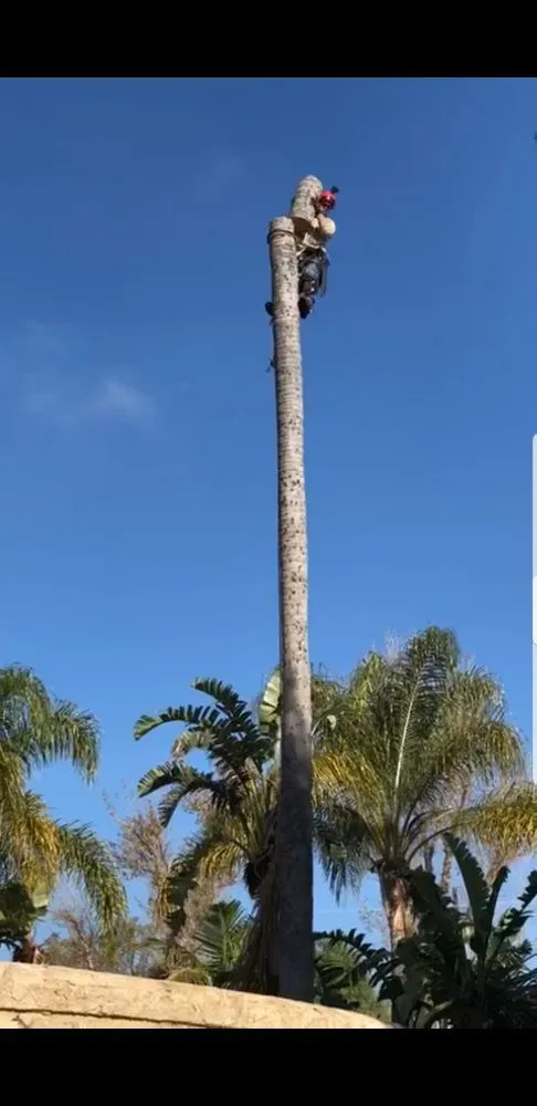 Trusted landscape installation for beautiful yards in Santa Ana, CA by Ortiz Landscape & Tree Care