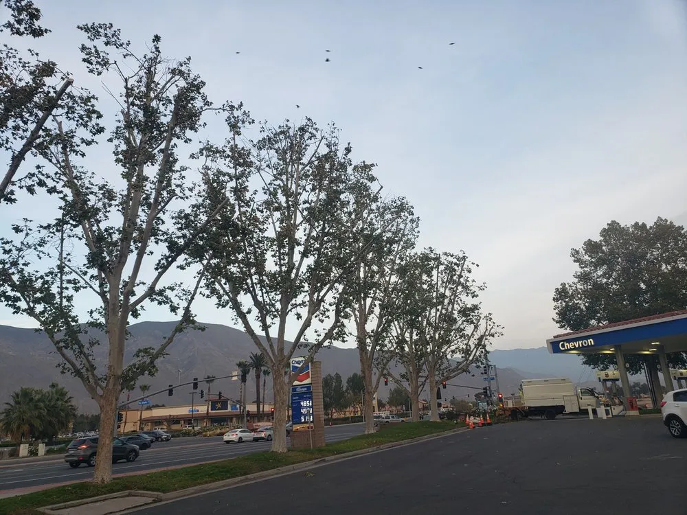 Professional outdoor landscaping in Santa Ana, CA by Ortiz Landscape & Tree Care