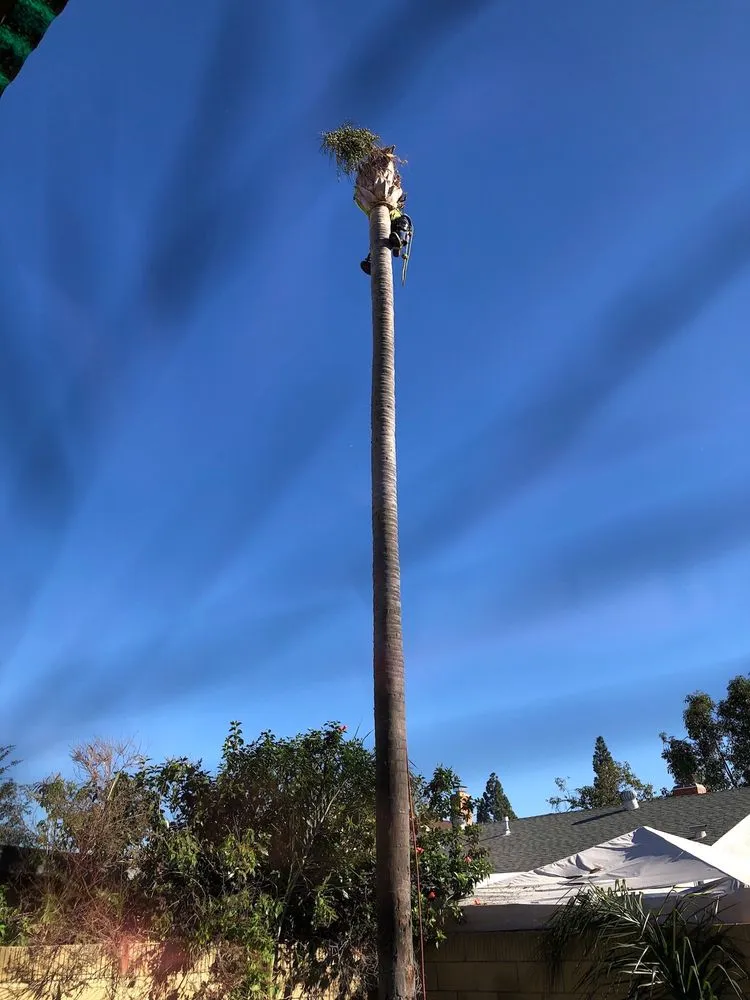 Top-rated landscaping services in Santa Ana, CA - Ortiz Landscape & Tree Care