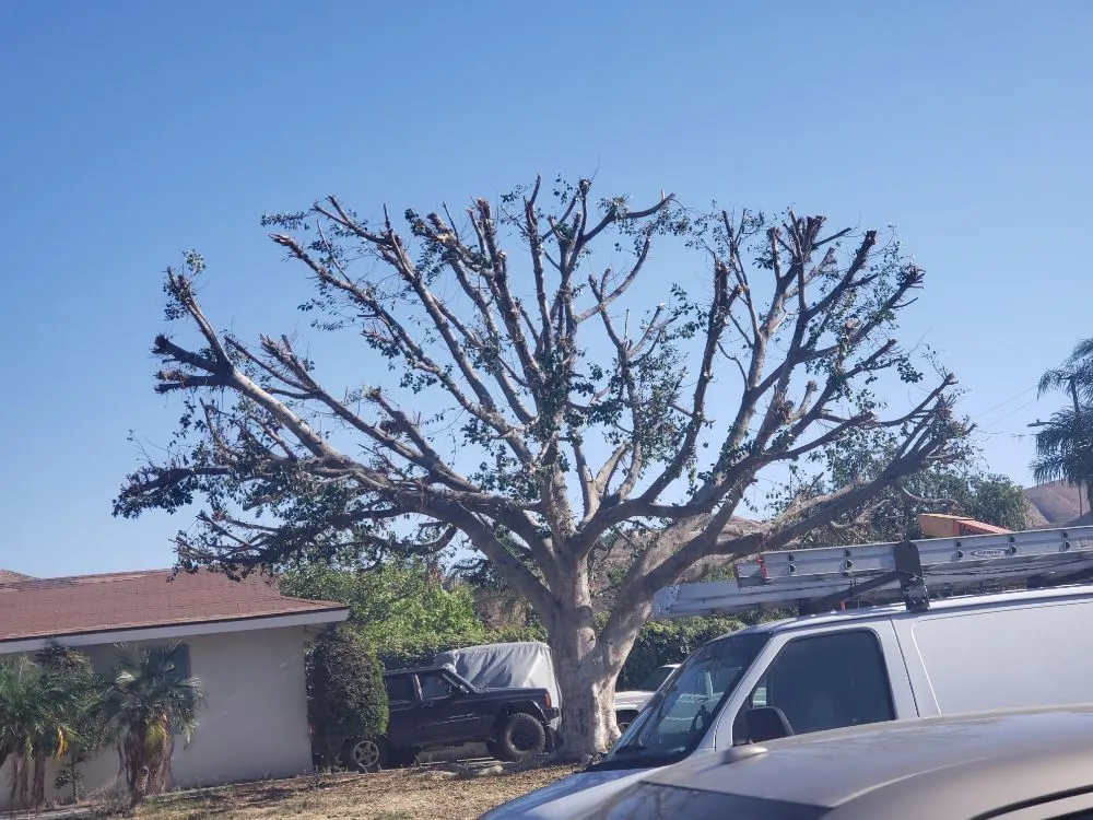 Reliable landscape design experts serving Santa Ana, CA - Ortiz Landscape & Tree Care